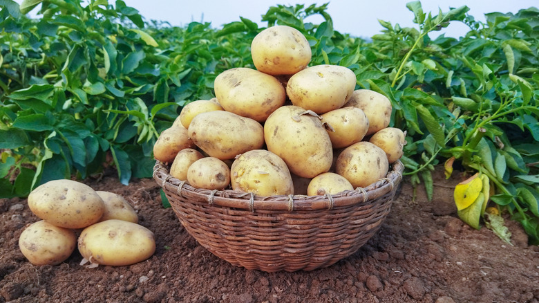How The Potato Became A Global Staple