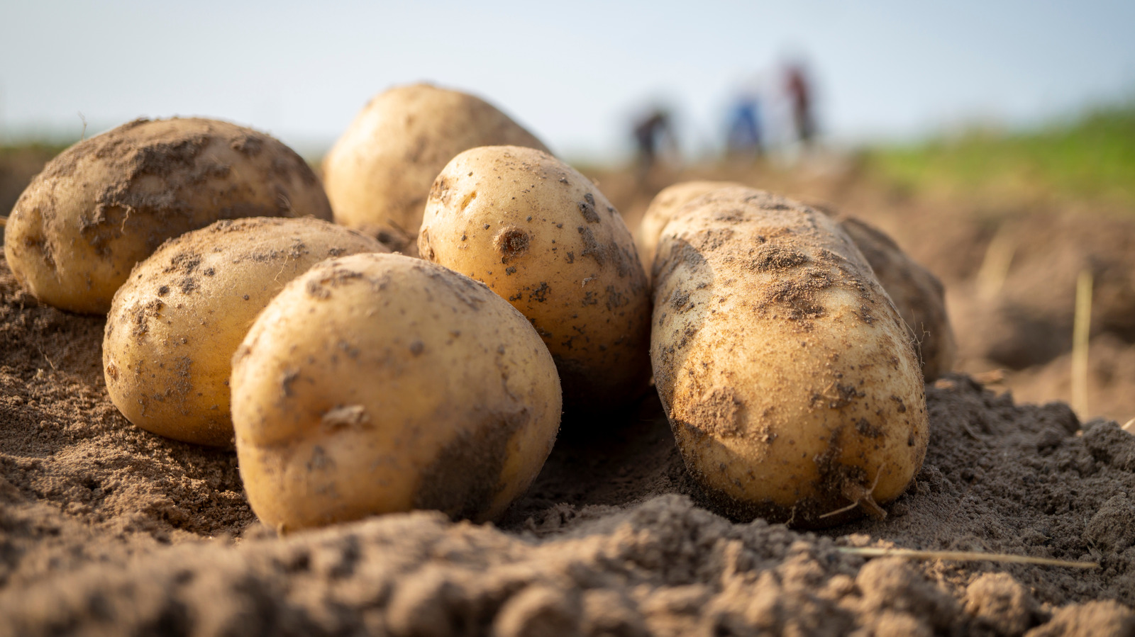 Which US State Produces The Most Potatoes?