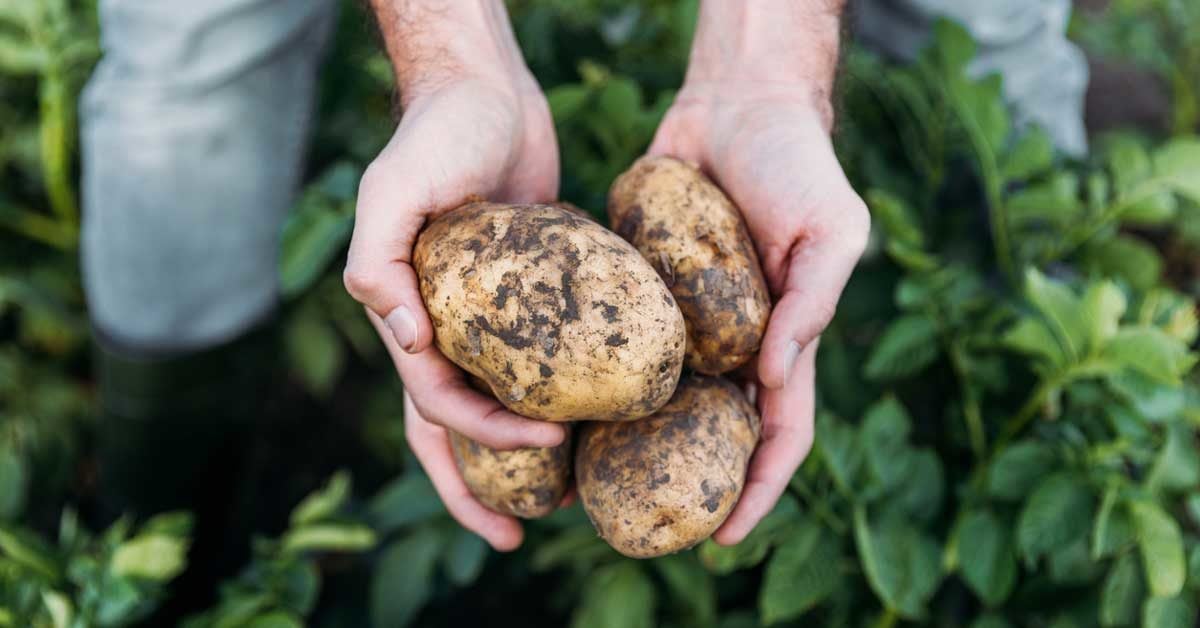 What's the Best Way to Store Potatoes?