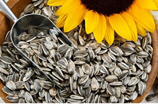 مضررات خوردن تخمه را بدانید