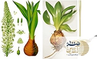 درمانگر قطعی ریزش مو و طاسی/روغن این گیاه روی کف دست هم بریزد مو می روید