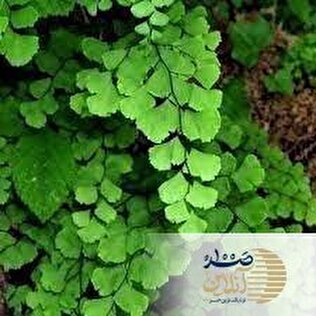 تا 10 سال ویروس سرماخوردگی سراغ شما نمی آید / این گیاه را مصرف کنید + قاتل ریزش مو