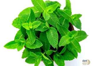 این سبزی به تنهایی بیماری جدید سرما خوردگی و آنفولانزا را از بین می برد
