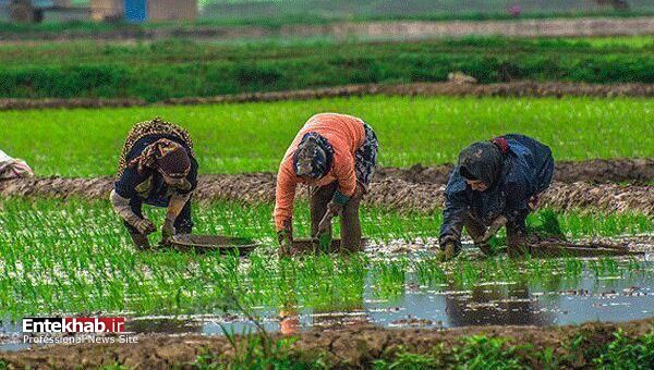 بیماری های مشاغل ایستاده/ تخریب ستون فقرات برنج کاران