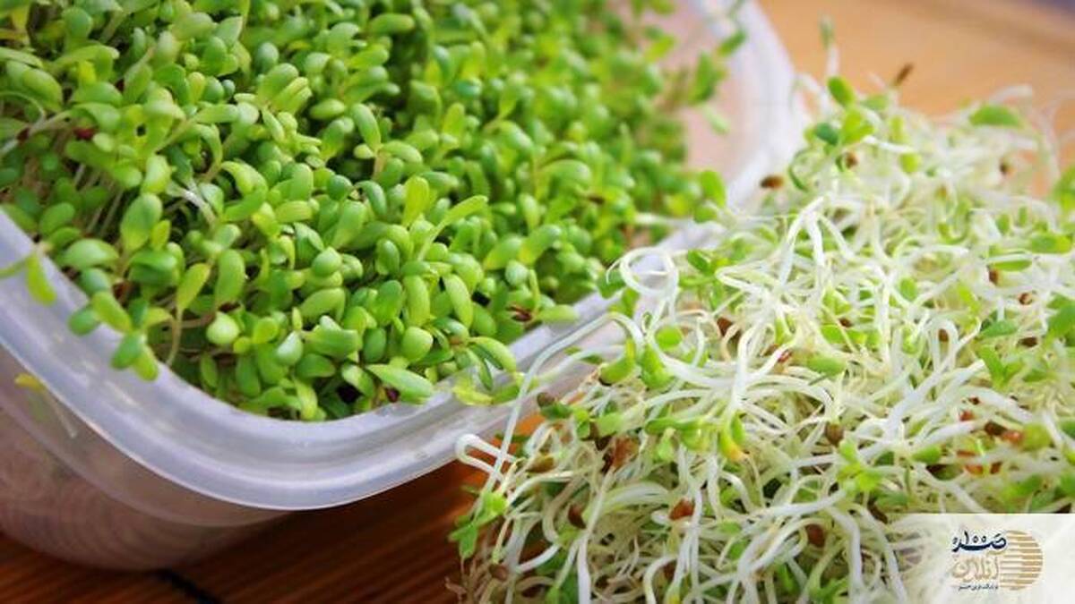 این جوانه به راحتی سنگ کلیه را پیشگیری و درمان می کند
