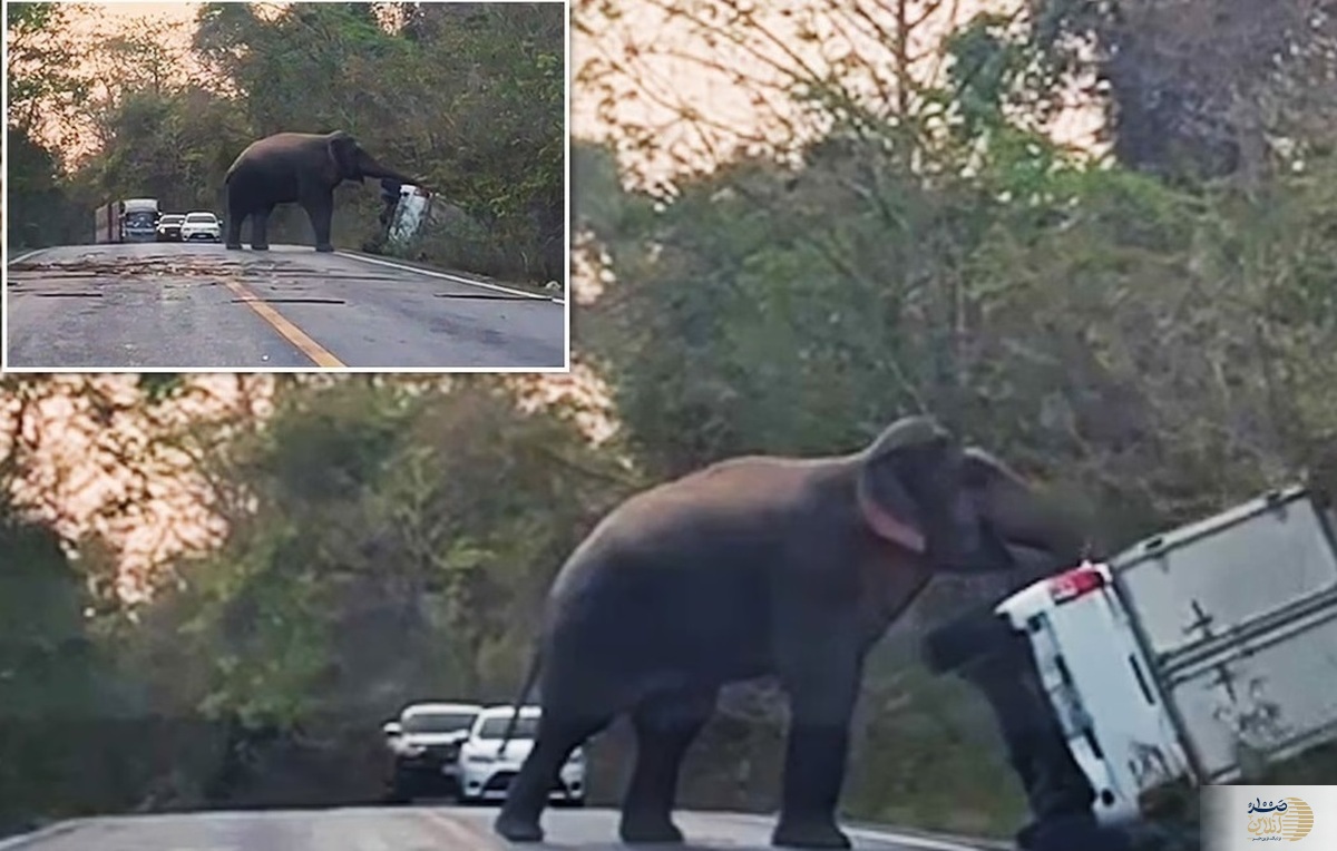(ویدئو) حمله خطرناک فیل وحشی به یک وانت