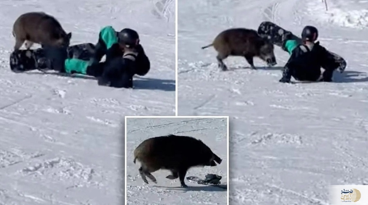 (ویدئو) حمله گراز وحشی به ورزشکاران در پیست اسکی