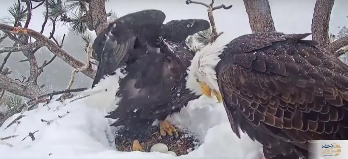 (ویدئو) انتظار دو عقاب سرسفید در لانه برفی برای تولد جوجه‌ها