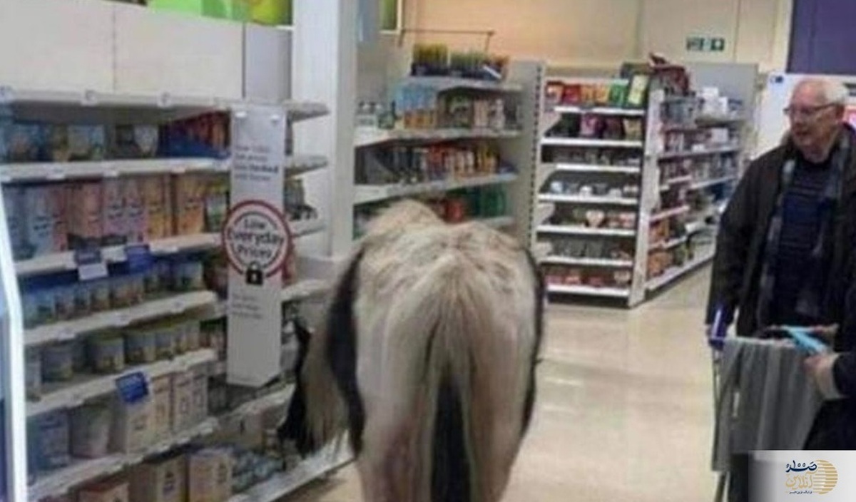 ورود ناگهانی اسب به فروشگاه زنجیره ای همه را شوکه کرد + ویدئو
