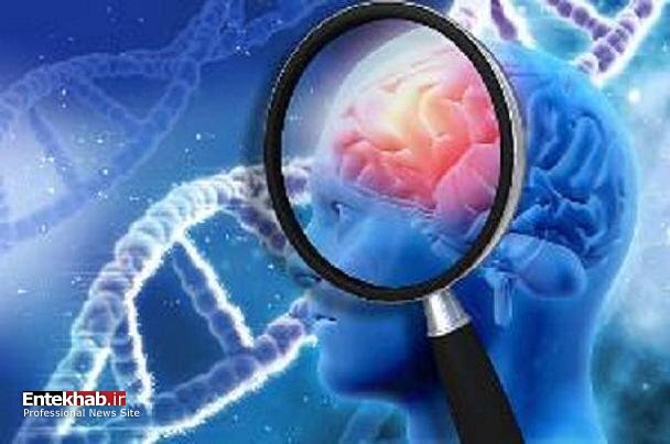 کدام آجیل توانایی مغزی را ارتقا میدهد؟ کدام آجیل توانایی مغزی را ارتقا میدهد؟
