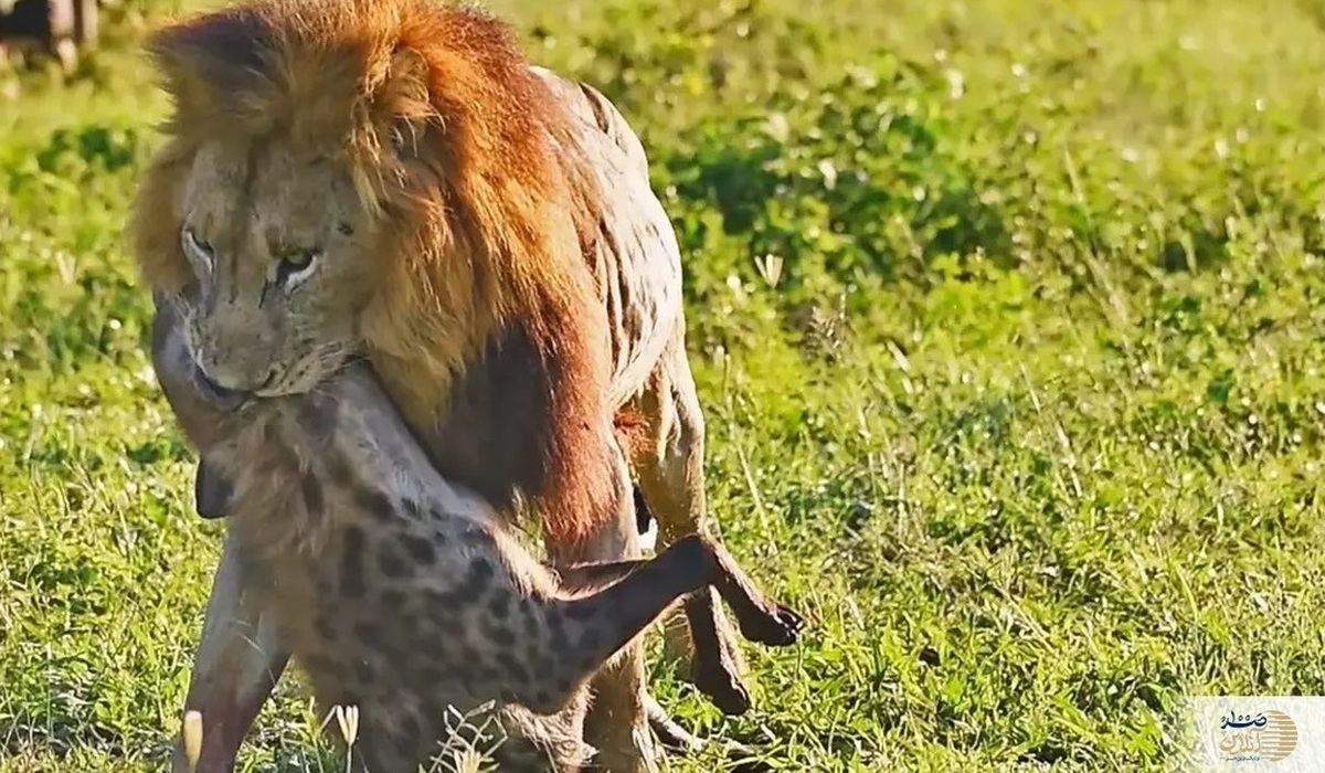 (ویدئو) اتفاقی نادر در حیات وحش؛ شیر نر یک کفتار را خورد!