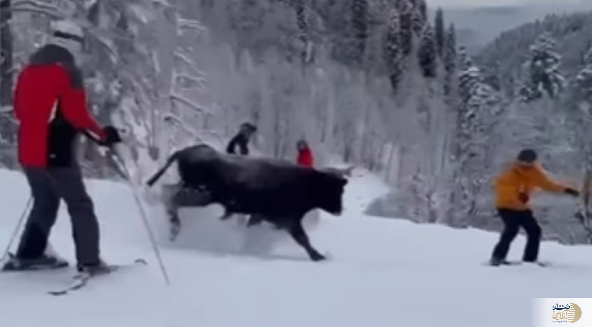 حمله گاو وحشی به اسکی بازان + ویدئو