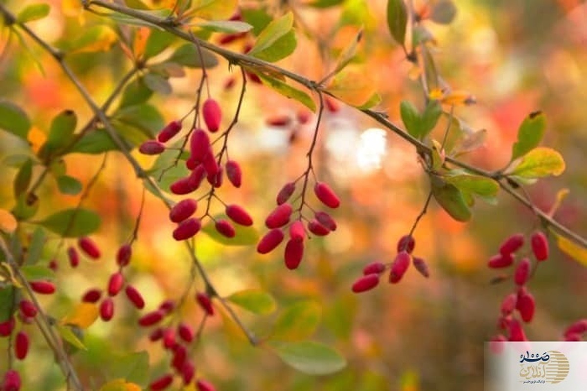 درمان فشار و قند خون ، بهبود قطعی دردکمر و رفع گرفتگی معده کار آب گیاه طلایی است