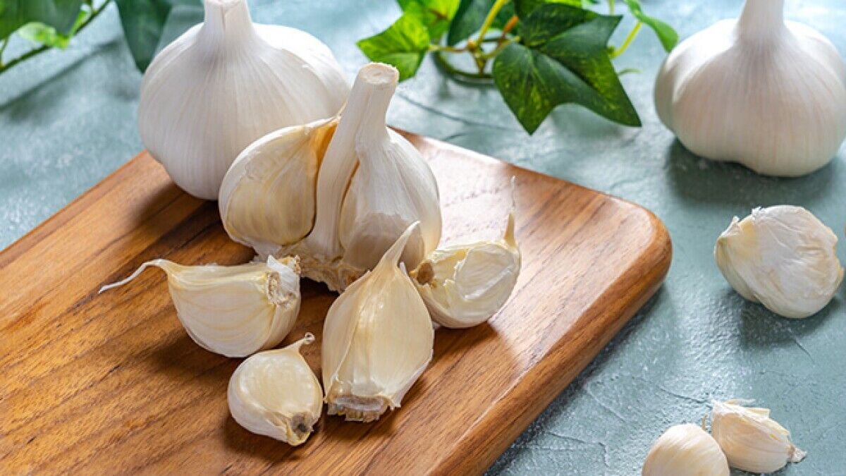 از خواص معجزه آسای سیر برای سلامتی غافل نشوید از خواص معجزه آسای سیر برای سلامتی غافل نشوید