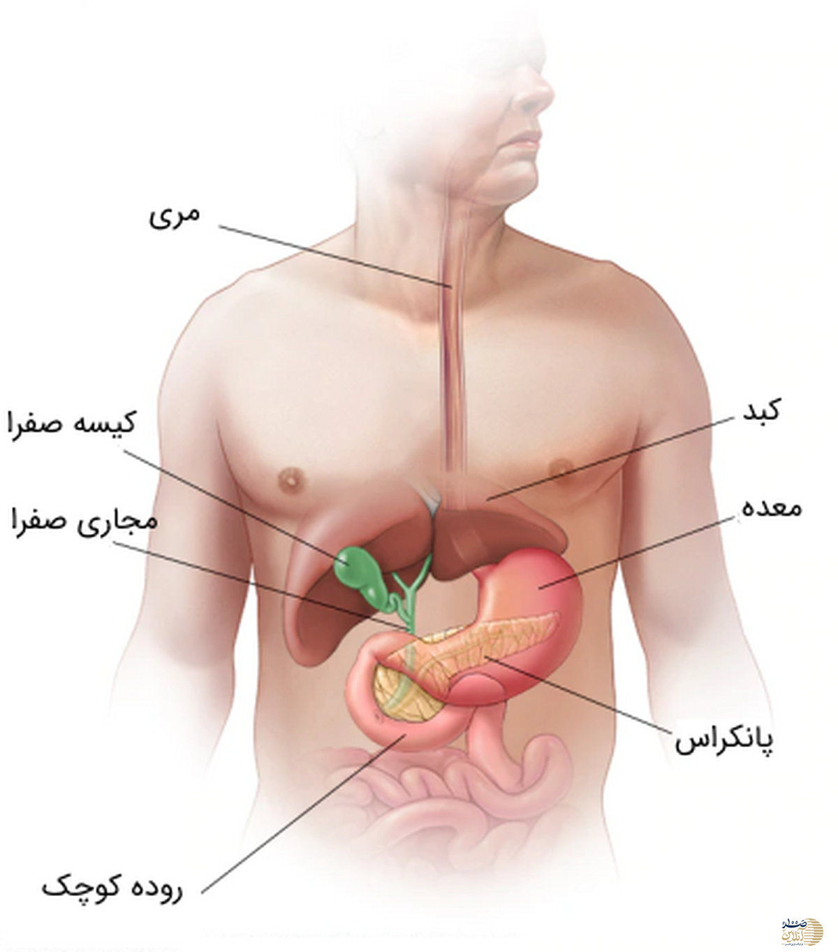 درمان تمام بیماری های معده از سوزش تا زخم و ورم در یک هفته