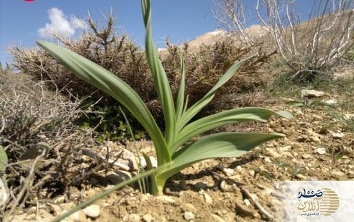 زمان رویش گیاه وحشی کوهی فرا رسید / درمان فشار خون/کم خونی/سنگ کلیه / سرطان کبد و رفع سفیدی مو