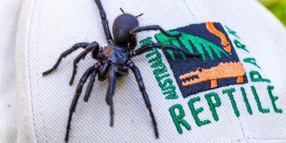 کشف بزرگترین عنکبوت سمی جهان در استرالیا+عکس