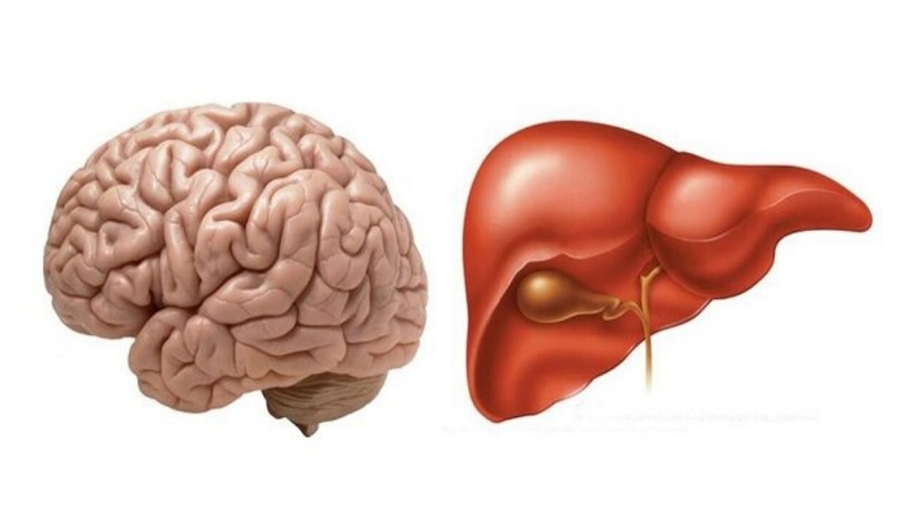 کبد برای حفظ سلامت مغز اسید تولید می‌کند