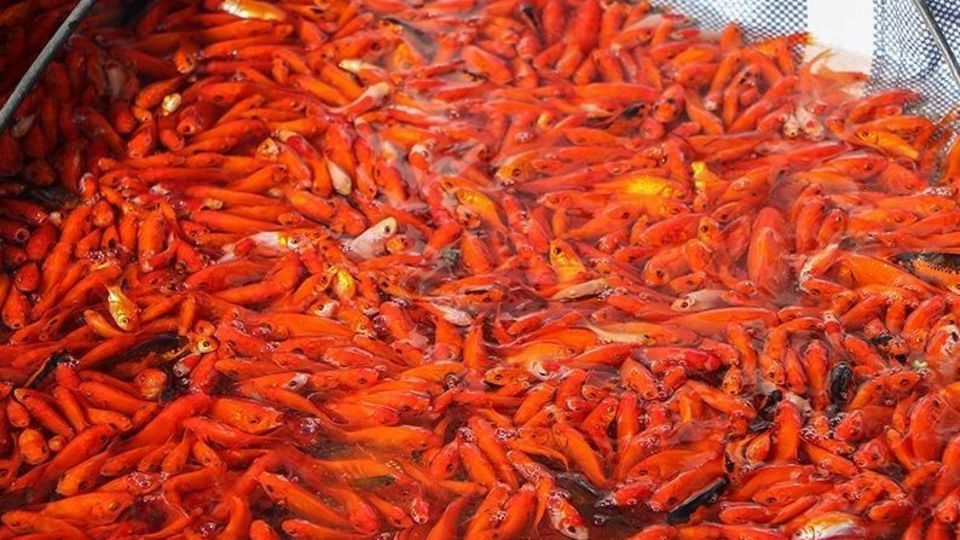 این ماهی های قرمز را نخرید این ماهی های قرمز را نخرید