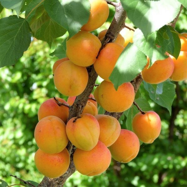 خوردن هسته‌ زردآلو بی‌خطر است؟
