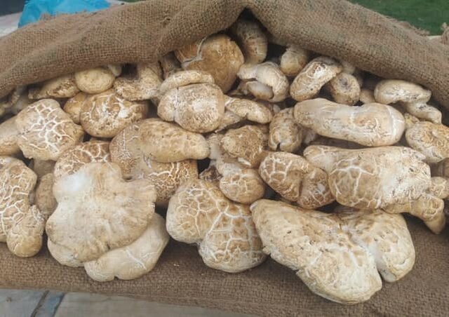 مواظب این قارچهای خطرناک باشید مواظب این قارچهای خطرناک باشید