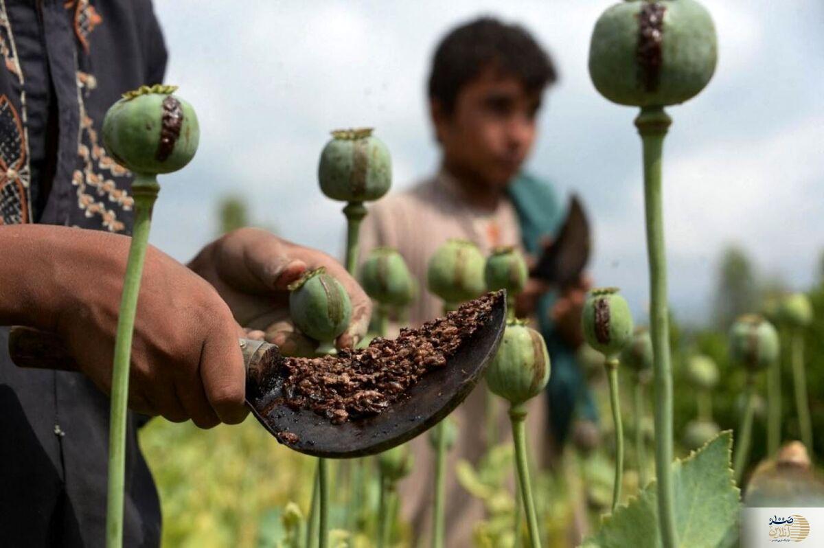 کاهش بی‌سابقه کشت خشخاش در افغانستان