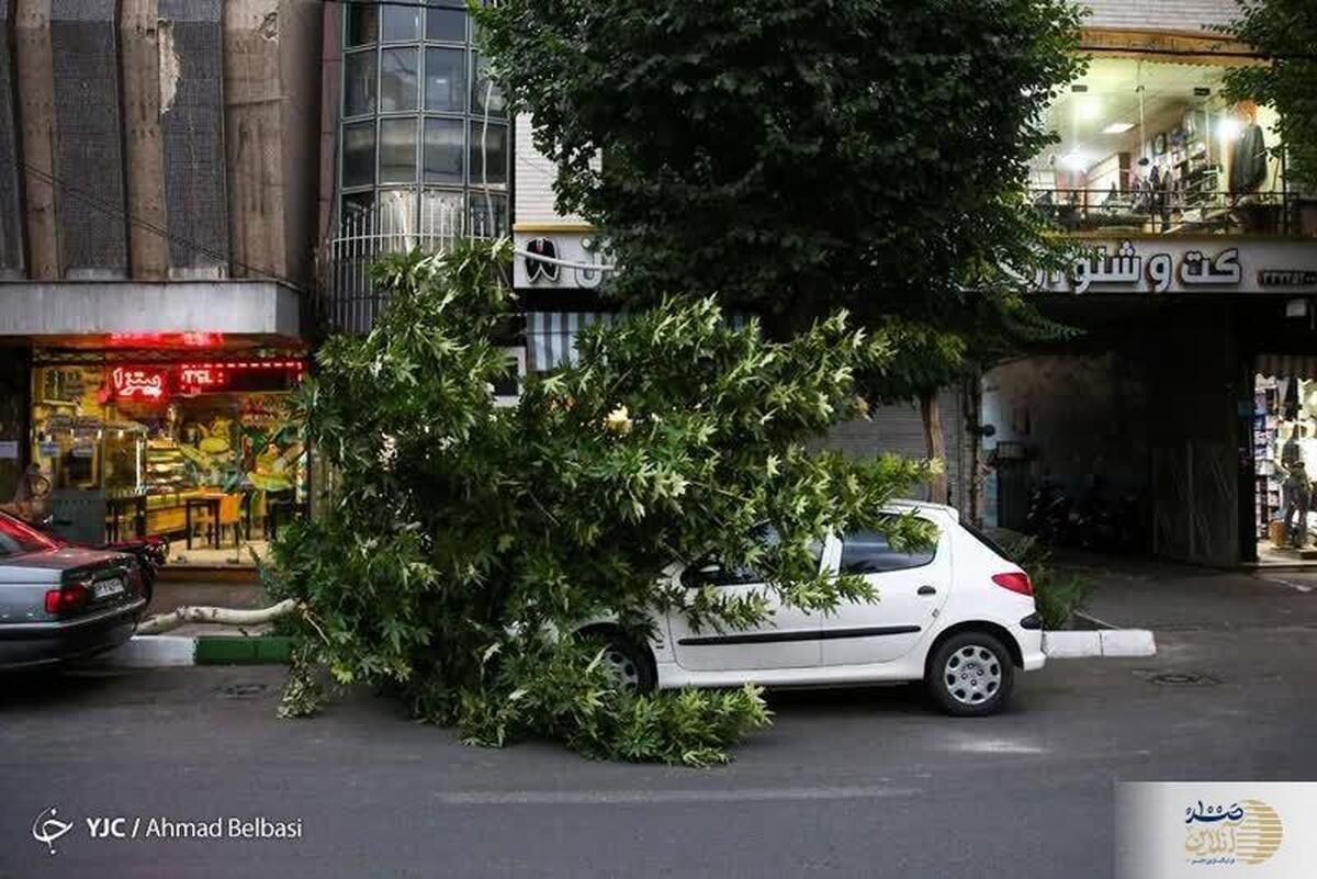 تصویر تلخ از سقوط درخت روی پژو 206 بر اثر طوفان دیروز تهران