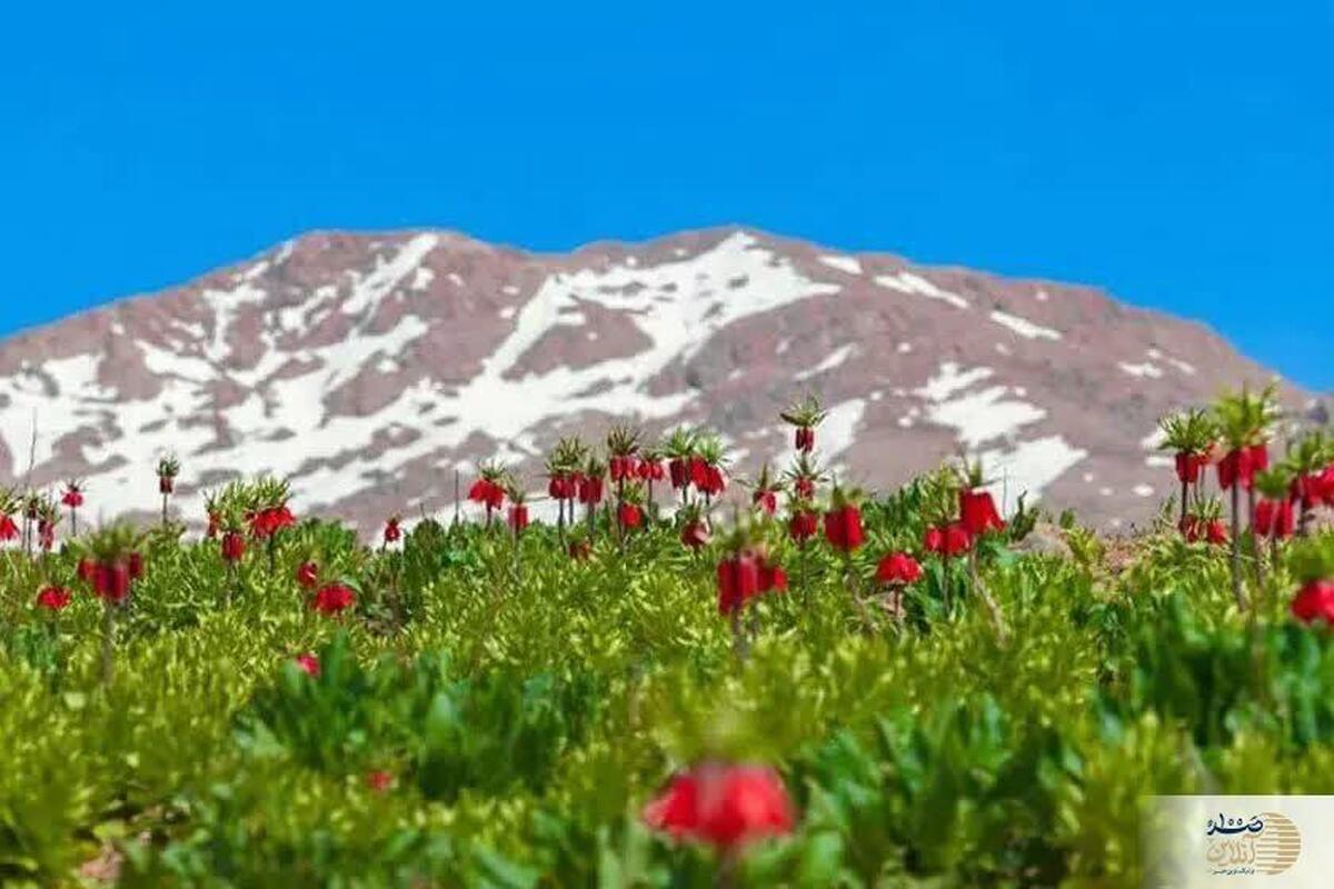 دشت لاله‌های کوهرنگ یکی از معروف‌ترین دشت‌های لاله واژگون ایران+عکس
