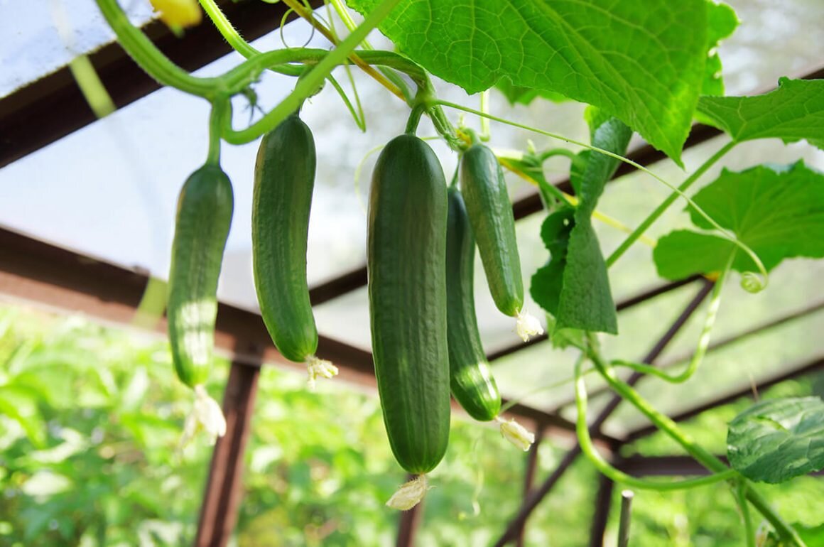 فوت و فن پرورش خیار در خانه