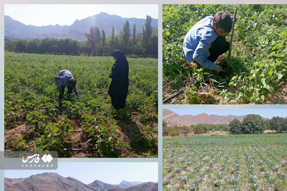 تصاویری از برداشت گران قیمت‌ترین میوه ایران