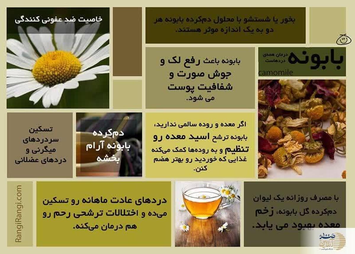 این گیاه به دکتر گیاهان معروف است / از دوای زخم و ورم معده تا کاهش استرس و درمان جوش و تبخال