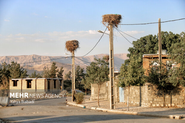 روستای «خوشینان علیا» میزبان لک لک‌ها