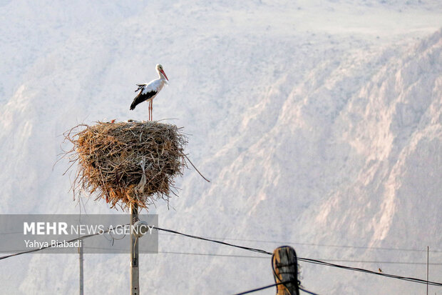 روستای «خوشینان علیا» میزبان لک لک‌ها