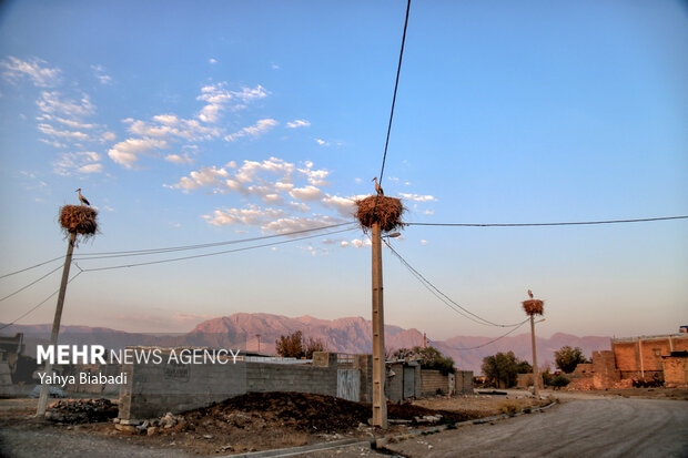 روستای «خوشینان علیا» میزبان لک لک‌ها