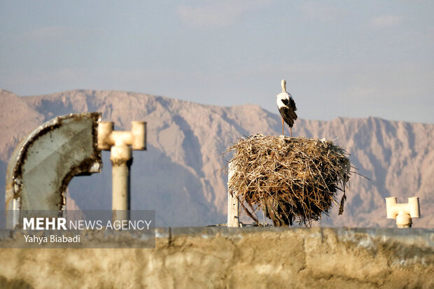 روستای «خوشینان علیا» میزبان لک لک‌ها