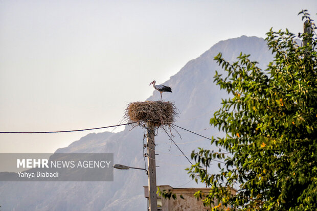 روستای «خوشینان علیا» میزبان لک لک‌ها