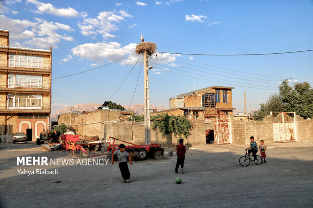 روستای «خوشینان علیا» میزبان لک لک‌ها