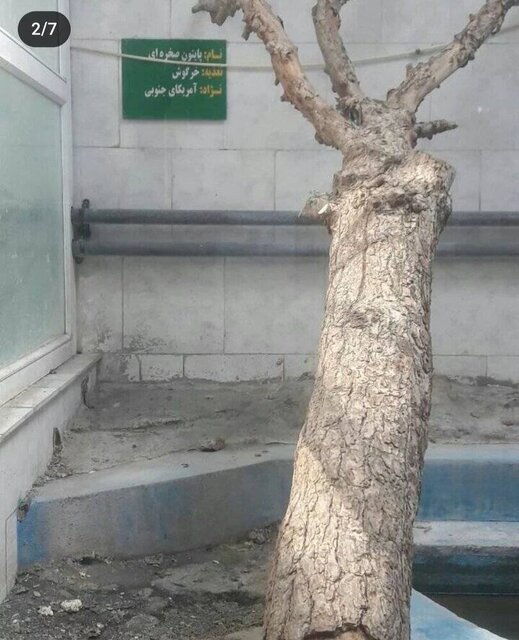 ماجرای انتشار یک فیلم غیراخلاقی از باغ وحش مشهد