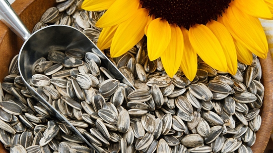 تخمه شکستن؛ سرگرمی یا اعتیاد؟ (خبرفوری)
