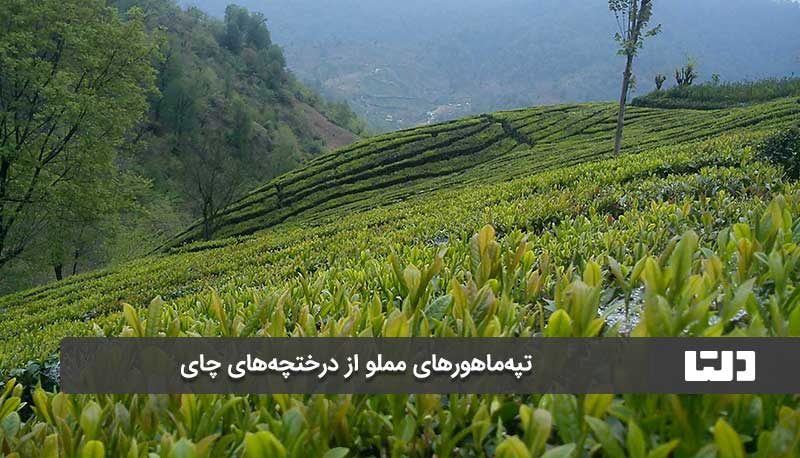 تپه ماهورهای مملو از چای