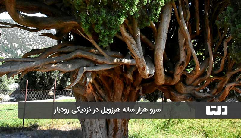 سرو هزار ساله