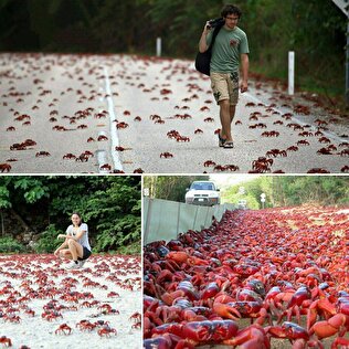 سیل مهاجرت خرچنگهای قرمز+عکس