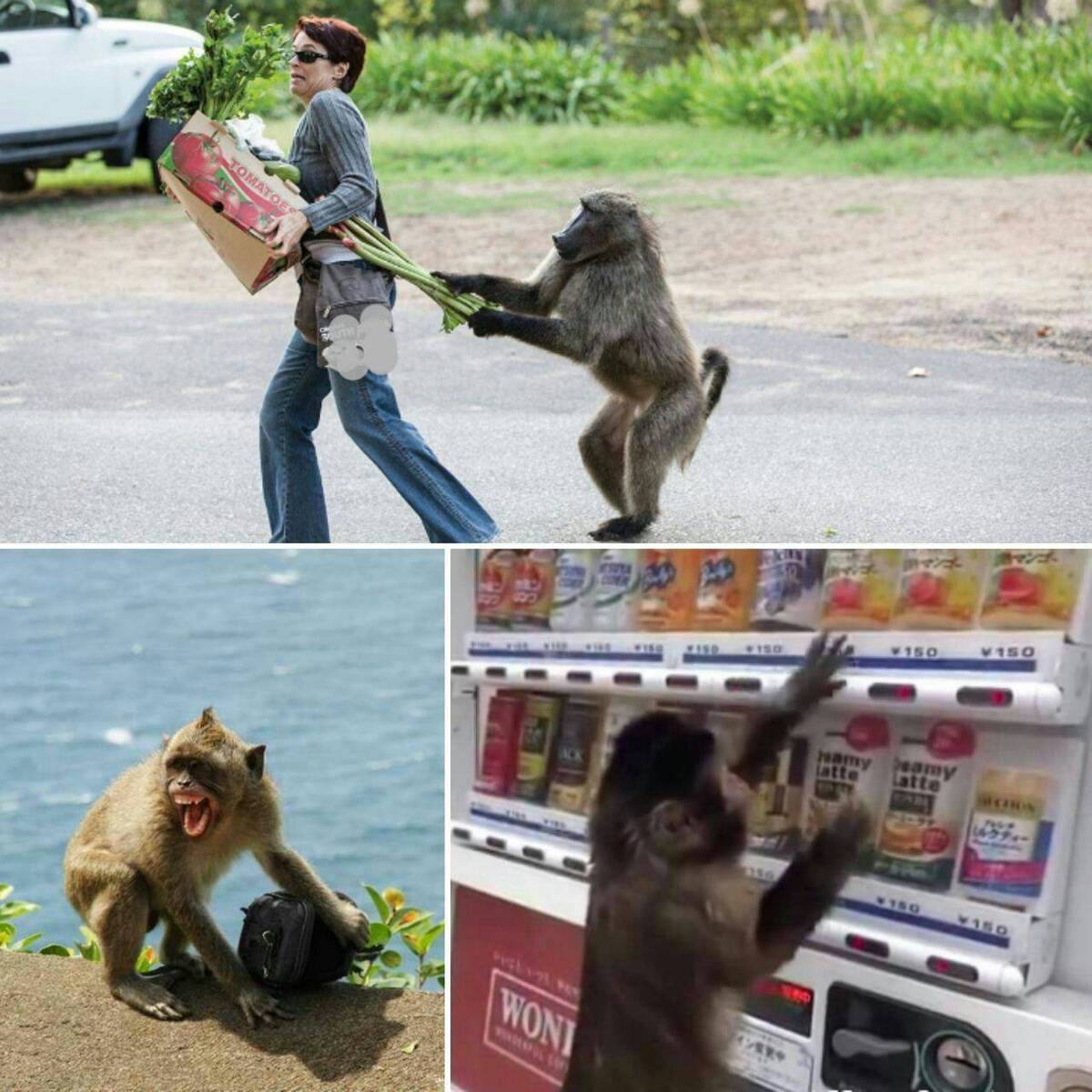 میمون‌های دزد درژاپن+عکس