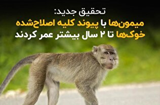 میمون‌ها با پیوند کلیه اصلاح‌شده خوک‌ها تا ٢ سال بیشتر عمر کردند