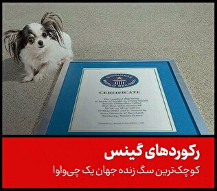 کوچک‌ترین سگ زنده جهان یک چی‌واوا