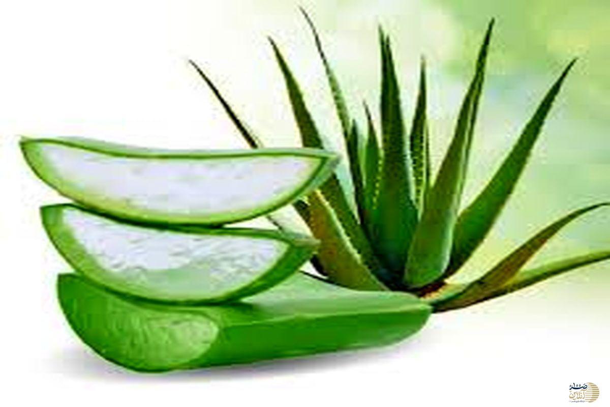 این گیاه مفید برای تسکین‌ بیماری‌های گوارشی ، کاهش  قند خون ،  محافظت از دندان‌ها و پوست
