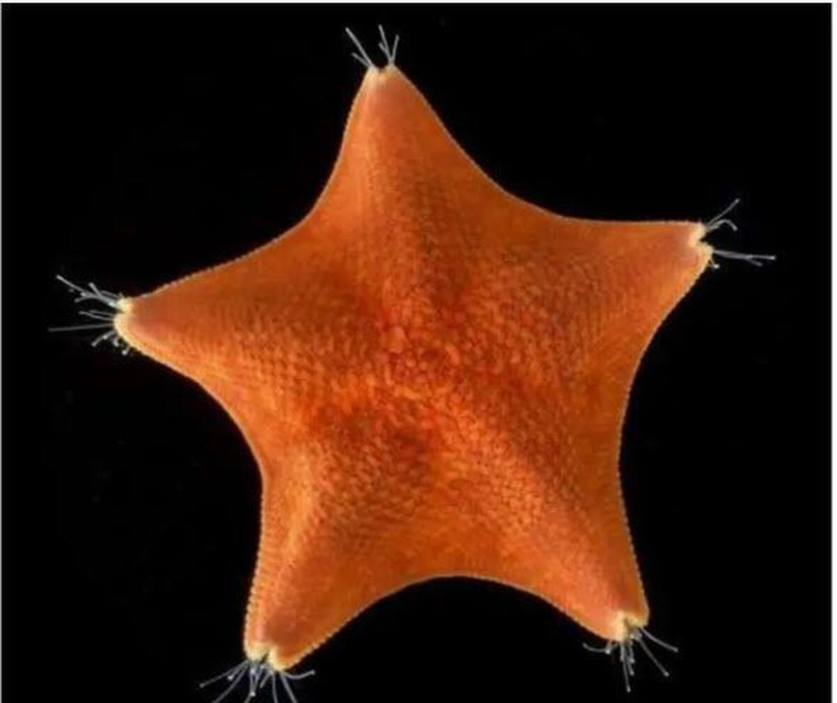 پژوهش ژنتیکی پیشرفته: «ستاره دریایی در حقیقت سری است که پا ندارد»