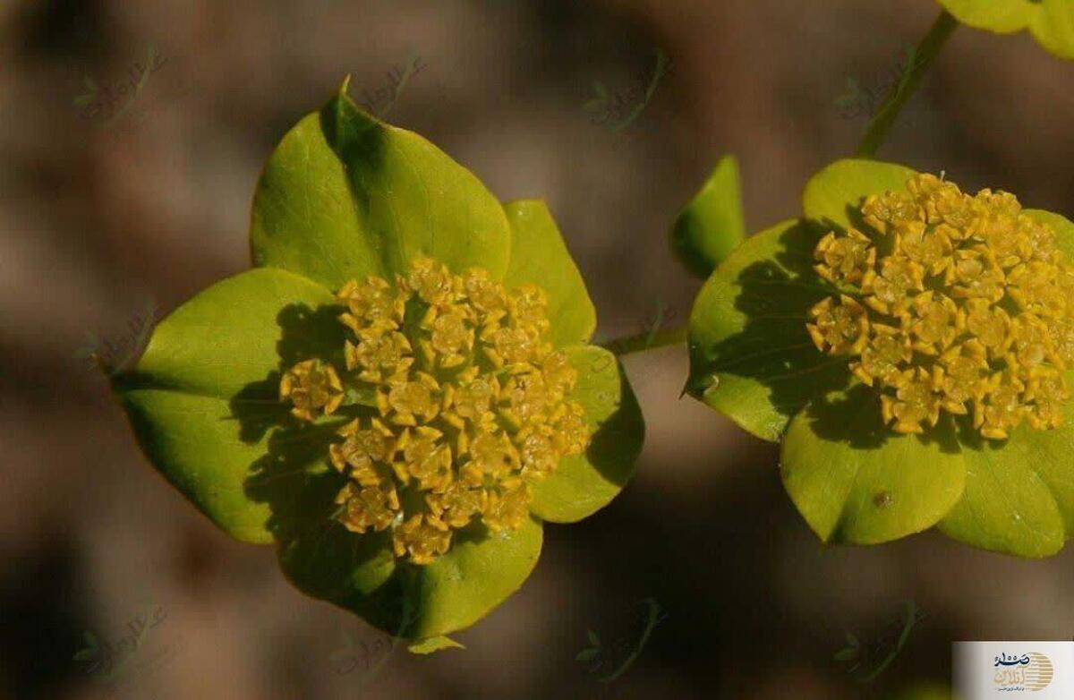 گیاهی در چین  که معروف به قاتل بیماری های کبد و  کلیه ها معروف است