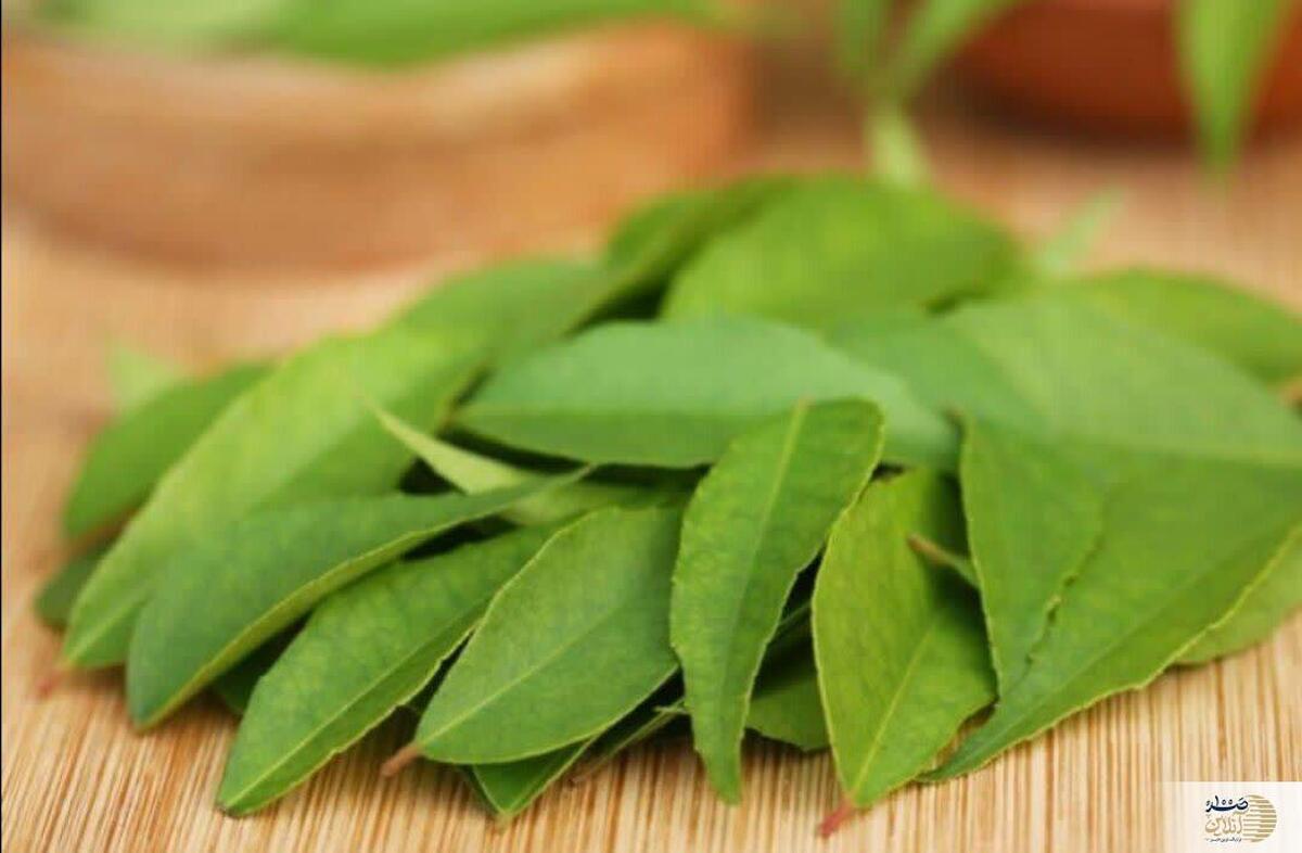مصرف این برگ در کنار صبحانه و ناهار و شام 1400 بیماری را از خانه ها دور می کند