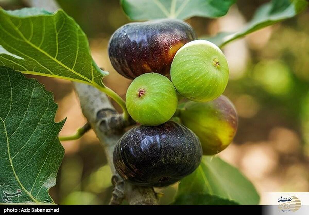 خواص این میوه بهشتی برای پیشگیری از بیماری‌های قلبی